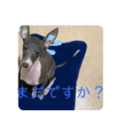 テオwithまぐろ（個別スタンプ：8）