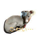 テオwithまぐろ（個別スタンプ：11）