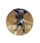 テオwithまぐろ（個別スタンプ：13）