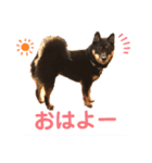 猫っぽい黒まめしば、茶助です（個別スタンプ：1）