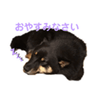 猫っぽい黒まめしば、茶助です（個別スタンプ：2）