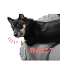 猫っぽい黒まめしば、茶助です（個別スタンプ：6）