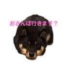 猫っぽい黒まめしば、茶助です（個別スタンプ：7）
