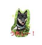 猫っぽい黒まめしば、茶助です（個別スタンプ：8）