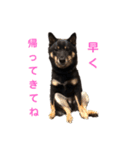 猫っぽい黒まめしば、茶助です（個別スタンプ：10）