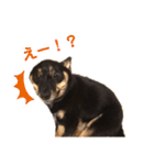 猫っぽい黒まめしば、茶助です（個別スタンプ：12）