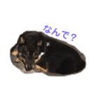 猫っぽい黒まめしば、茶助です（個別スタンプ：13）