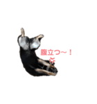 猫っぽい黒まめしば、茶助です（個別スタンプ：14）