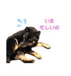 猫っぽい黒まめしば、茶助です（個別スタンプ：16）