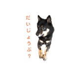 猫っぽい黒まめしば、茶助です（個別スタンプ：18）