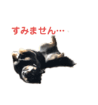 猫っぽい黒まめしば、茶助です（個別スタンプ：19）