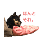 猫っぽい黒まめしば、茶助です（個別スタンプ：21）