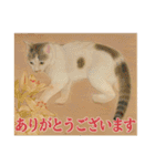 猫々敬語（個別スタンプ：2）