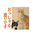 猫々敬語（個別スタンプ：5）