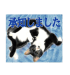 猫々敬語（個別スタンプ：23）