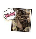 めろんちゃん チンチラスタンプ！第2弾（個別スタンプ：2）