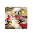 シーズー大好きっ（個別スタンプ：1）