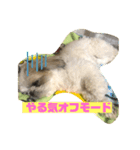 シーズー大好きっ（個別スタンプ：2）