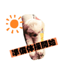 シーズー大好きっ（個別スタンプ：3）