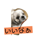 シーズー大好きっ（個別スタンプ：5）