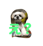 シーズー大好きっ（個別スタンプ：7）