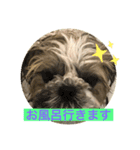 シーズー大好きっ（個別スタンプ：8）
