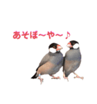 鳥あえず(日常)（個別スタンプ：1）