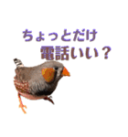 鳥あえず(日常)（個別スタンプ：4）