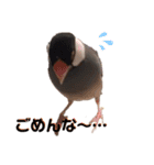 鳥あえず(日常)（個別スタンプ：12）