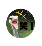 鳥あえず(日常)（個別スタンプ：14）