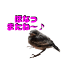 鳥あえず(日常)（個別スタンプ：15）