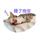 猫- 飯飯 X ミルク X クリスタル（個別スタンプ：2）