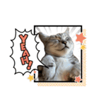 猫- 飯飯 X ミルク X クリスタル（個別スタンプ：8）