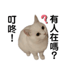 猫- 飯飯 X ミルク X クリスタル（個別スタンプ：13）