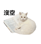 猫- 飯飯 X ミルク X クリスタル（個別スタンプ：14）