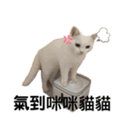 猫- 飯飯 X ミルク X クリスタル（個別スタンプ：16）