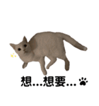 猫- 飯飯 X ミルク X クリスタル（個別スタンプ：17）