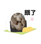 猫- 飯飯 X ミルク X クリスタル（個別スタンプ：22）