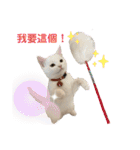 猫- 飯飯 X ミルク X クリスタル（個別スタンプ：23）