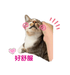 猫- 飯飯 X ミルク X クリスタル（個別スタンプ：24）