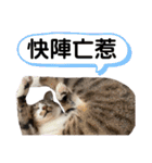 猫- 飯飯 X ミルク X クリスタル（個別スタンプ：31）
