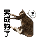 猫- 飯飯 X ミルク X クリスタル（個別スタンプ：32）