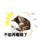 猫- 飯飯 X ミルク X クリスタル（個別スタンプ：33）