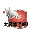 猫- 飯飯 X ミルク X クリスタル（個別スタンプ：35）