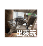 猫- 飯飯 X ミルク X クリスタル（個別スタンプ：37）