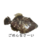 魚三昧ver7（個別スタンプ：1）