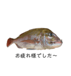 魚三昧ver7（個別スタンプ：2）