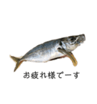 魚三昧ver7（個別スタンプ：3）