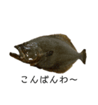 魚三昧ver7（個別スタンプ：10）