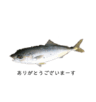 魚三昧ver7（個別スタンプ：12）